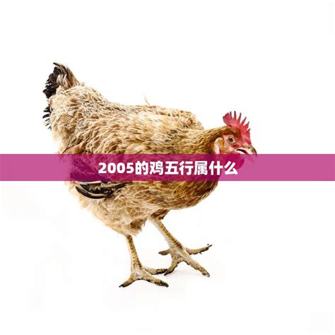 2005五行|2005属鸡五行属什么命 2005属鸡五行属什么命缺什么